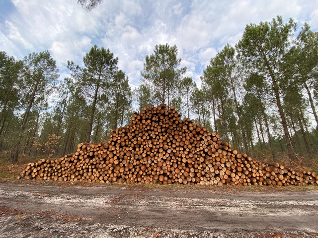 cours du bois maisonetchaletenbois